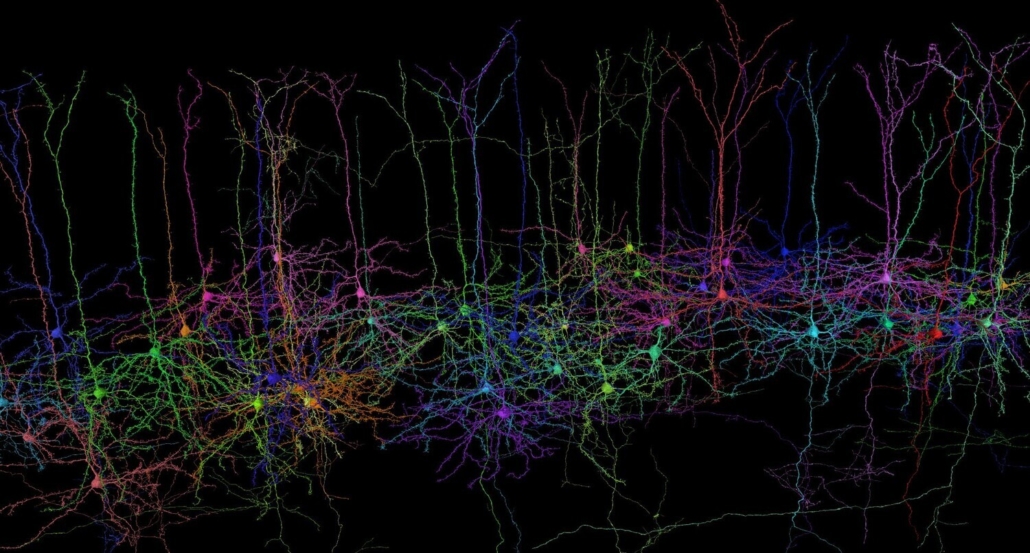 the shape and function of neurons