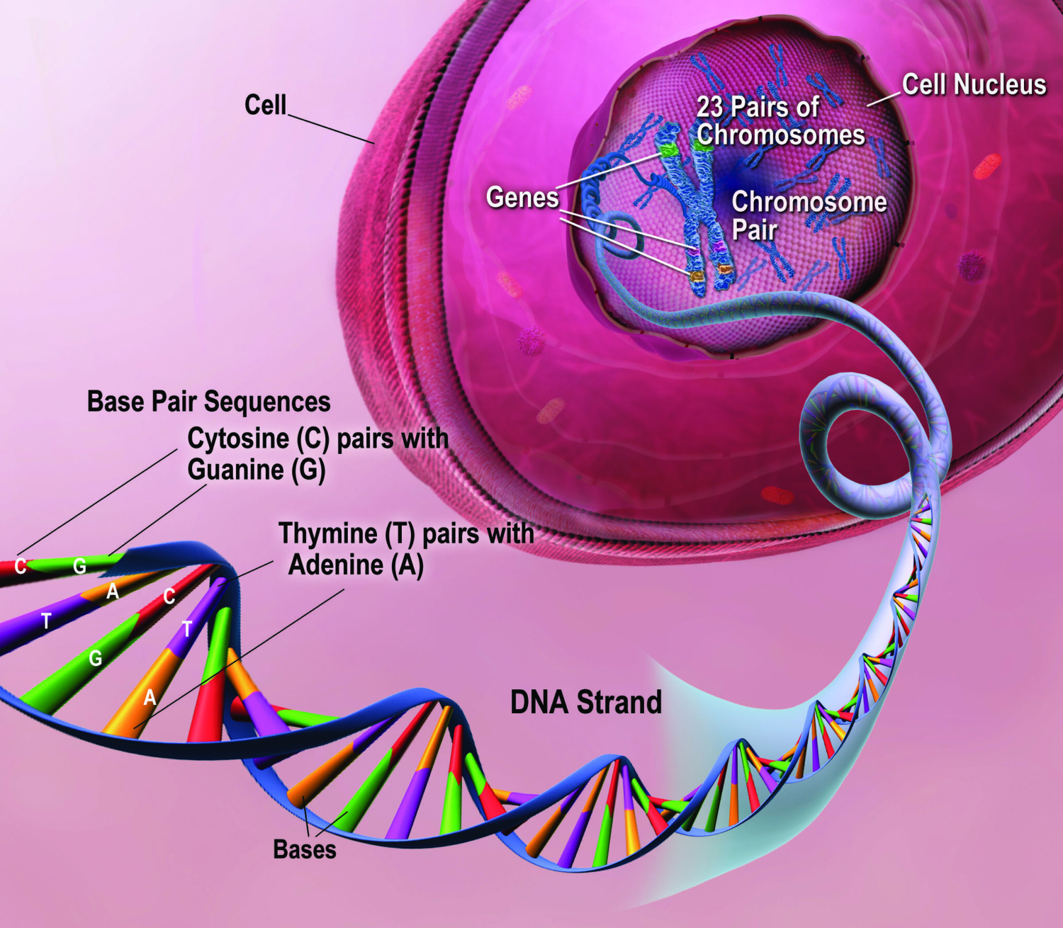 In major breakthrough, scientists complete first gapless sequence of a