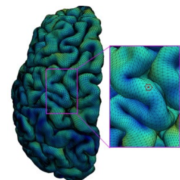 Brain cortical surfaces