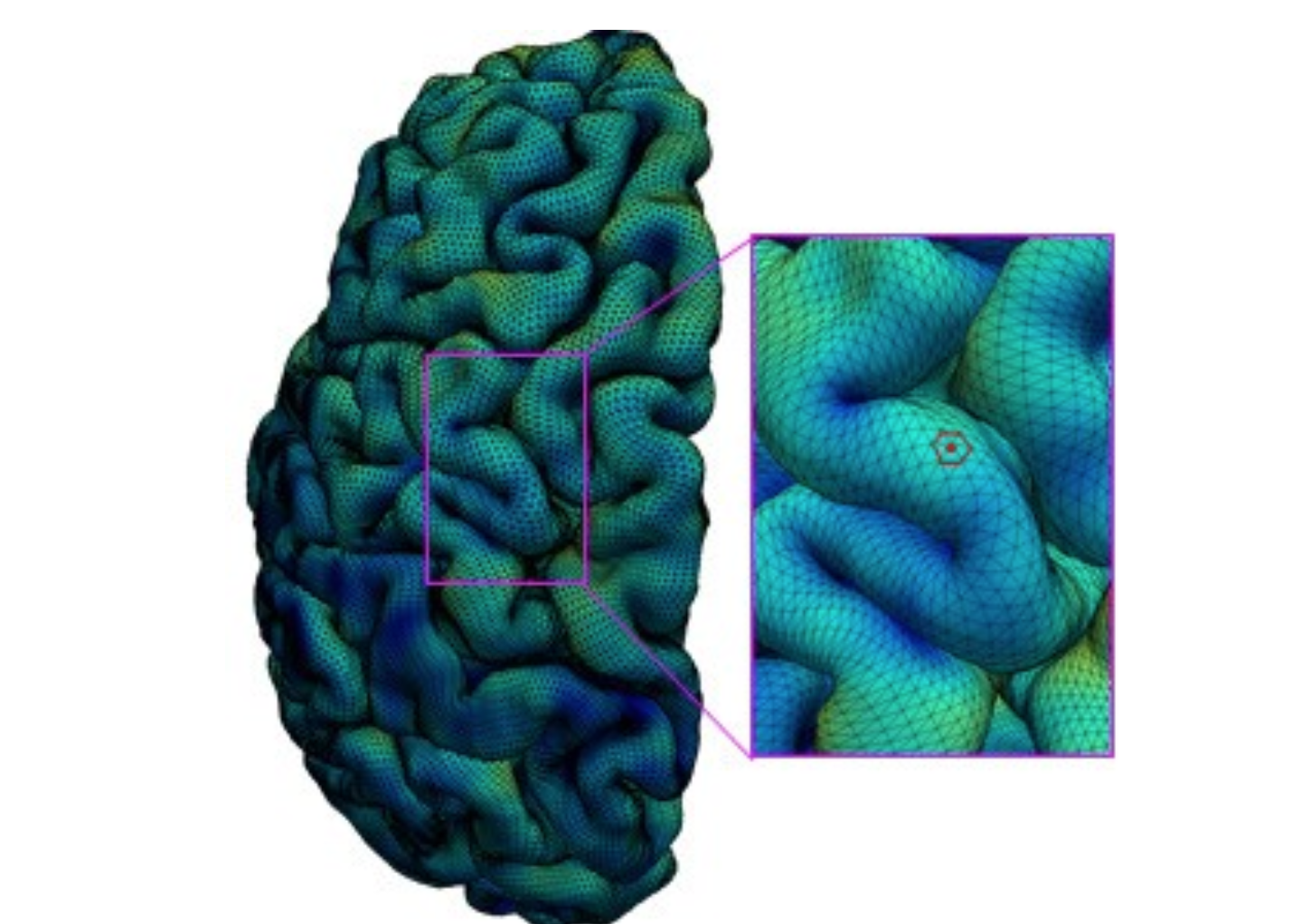 Researchers Create New Hi-res Map Of Developing Cerebral Cortex ...