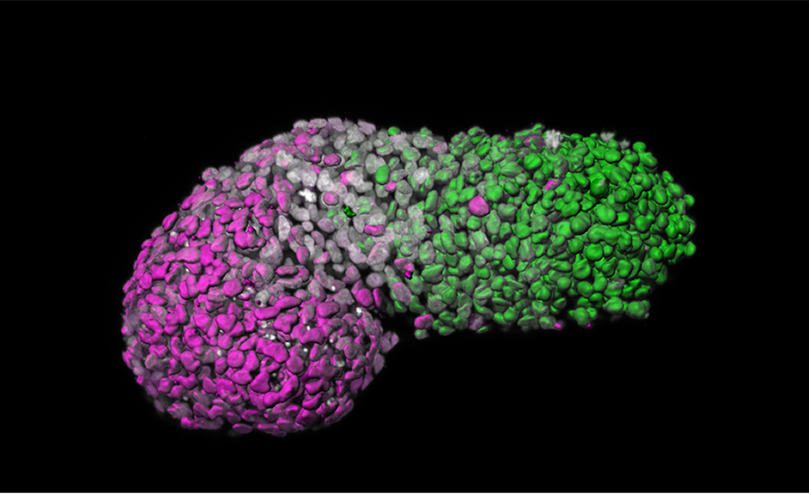 Image analysis of a stem cell-based embryo model showing ‘anteroposterior’ patterning. Green is the posterior part, similar to the tail-end of an embryo; magenta is the anterior part, similar to developing heart cells; grey marks DNA. 