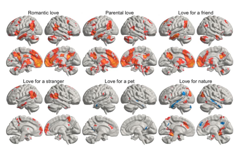 Neural signatures of love