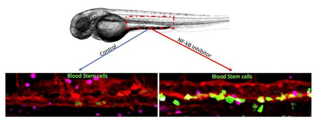 blood stem cells