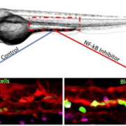 blood stem cells