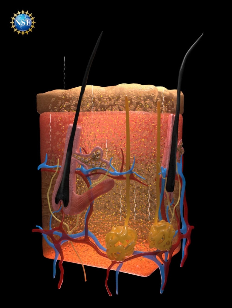 skin made transparent with food dye