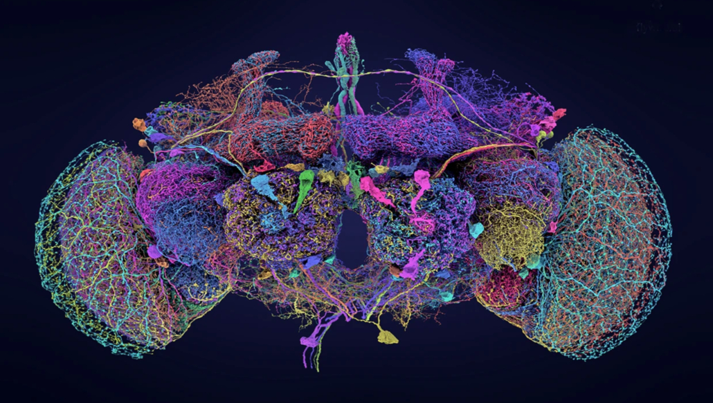 Researchers have mapped nearly 140,000 neurons in the fruit-fly brain. 