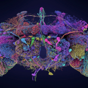 Researchers have mapped nearly 140,000 neurons in the fruit-fly brain.