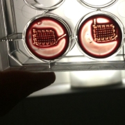 3D printed blood contructs