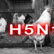 H5N1 pandemic warning