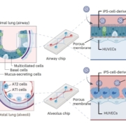 Schematic illustration of the iPSC cell-derived airway and alveolus chips.
