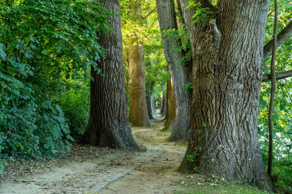 15 minutes in city green space proves powerful antidote to anxiety and depression
