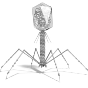 AI designed bacteriophage