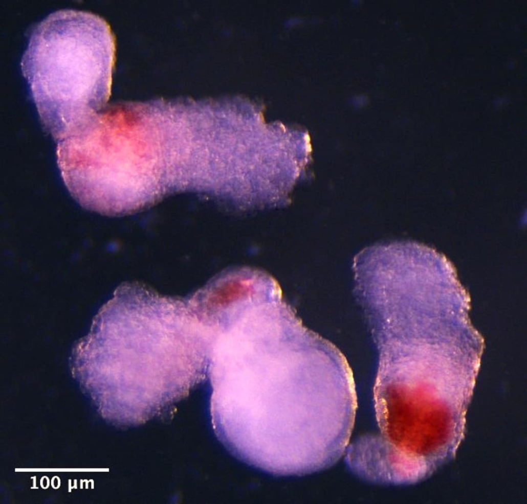 Day 14 hematoids developing visible red patches where blood is forming.