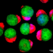 Day 4 hematoids displaying derivatives of the three germ layers - ectoderm (green), mesoderm (blue), and endoderm (red) - that establish the foundation of the human body.