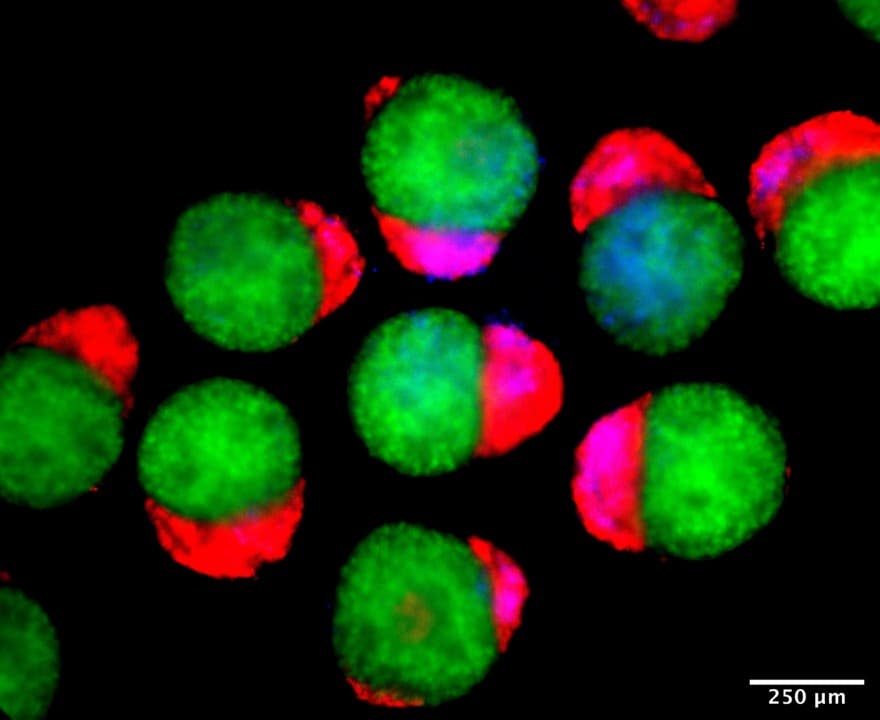 Day 4 hematoids displaying derivatives of the three germ layers - ectoderm (green), mesoderm (blue), and endoderm (red) - that establish the foundation of the human body.